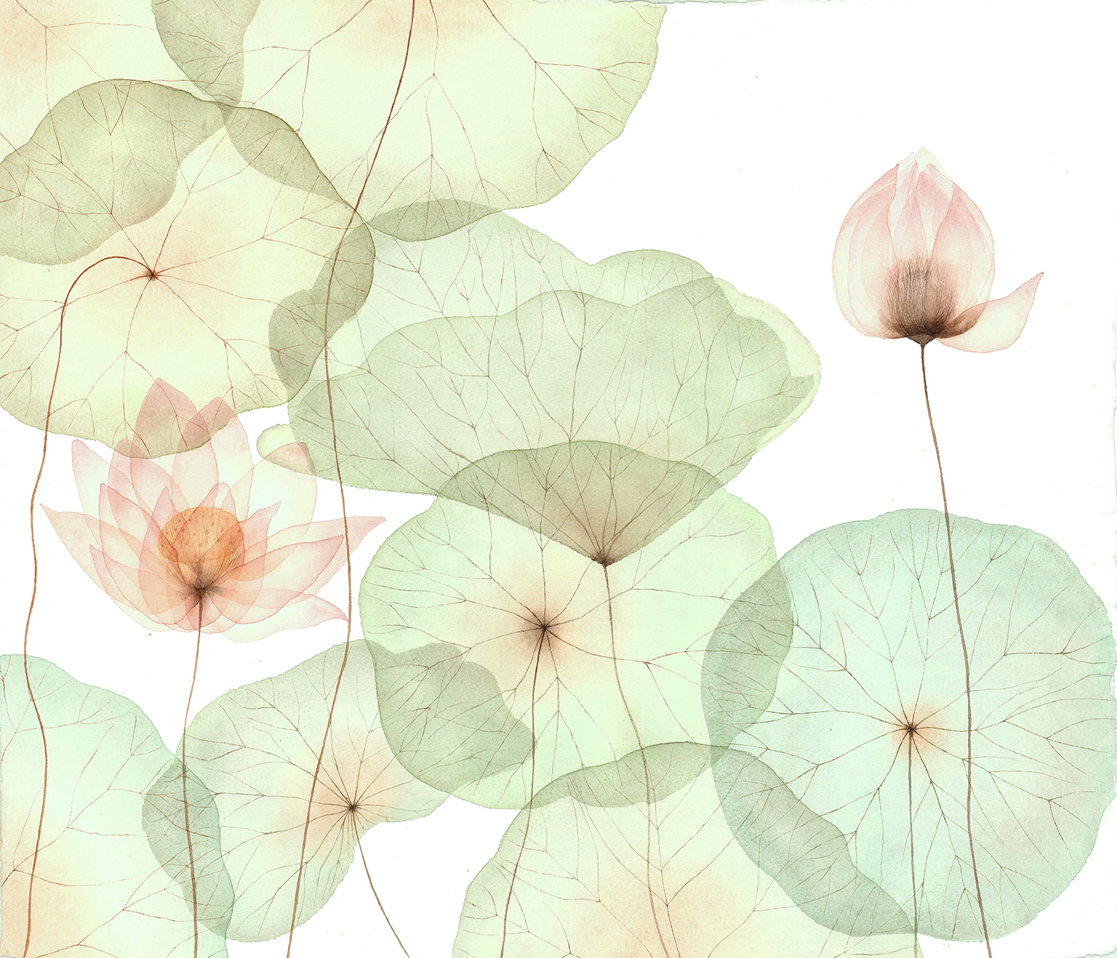 waterlilies illustration